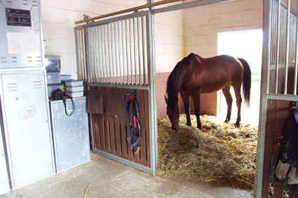Paddock-Box mit rckwrtigem Auslauf